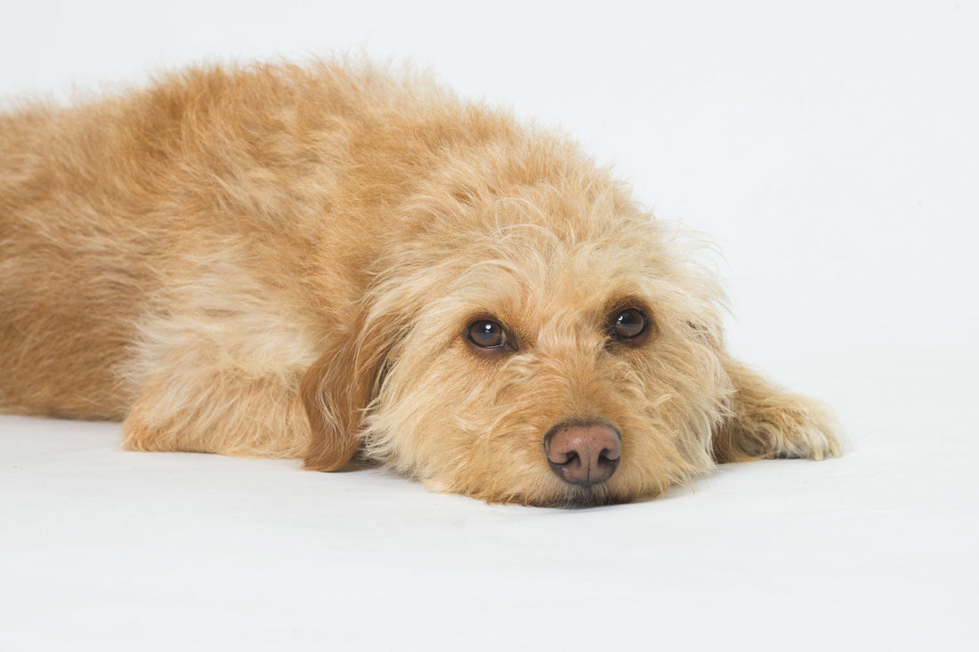 10 Gründe, warum Ihr euch einen Bürohund ins Team holen solltet